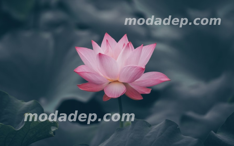 Bài văn khấn bốc mộ